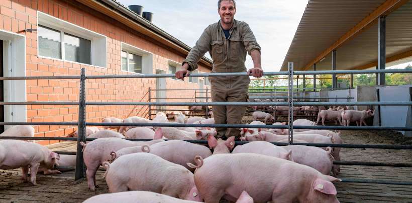 In die Kamera lächelnder Schweinebauer, der im Stall umringt von Schweinen ist