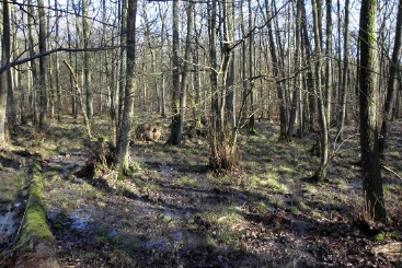 Natürliche Wiedervernässung des Erlenbruchwalds im Forstgebiet Buchenborn. (Nachhaltigkeits-Projekt: Nasse Füße) Erlenbruchwald im Forstgebiet Buchenborn