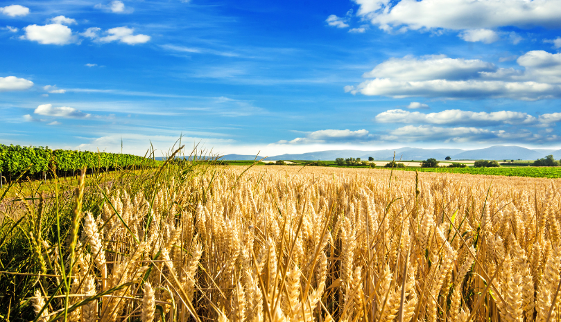 Ein Feld, dass geerntet wird