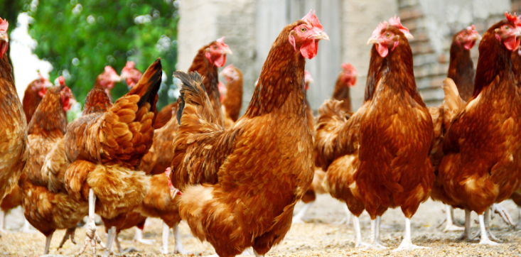 Rentenbank öffnet ihr Programm „Liquiditätssicherung“ für Schäden durch die Geflügelpest Freilaufende Hühner