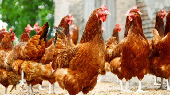 Freilaufende Hühner