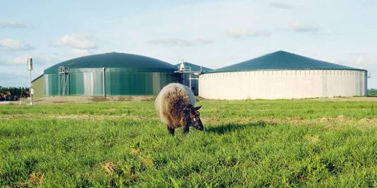 Schaf vor einer Biogasanlage