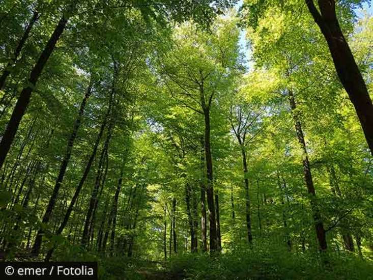 © emer / Fotolia